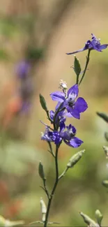 Beautiful purple flowers with blurred background on a phone wallpaper.