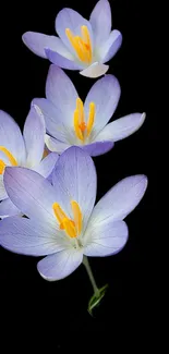 Purple flowers on a dark background, elegant mobile wallpaper.