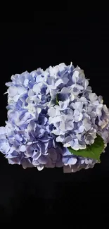 Purple hydrangea flower against black background wallpaper.