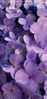 Purple hydrangea blossoms mobile wallpaper.