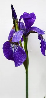 Close-up of a purple iris with water droplets on petals.