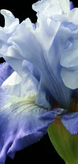 Close-up of a beautiful purple iris flower with delicate petals.