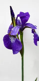 Close-up of a vibrant purple iris flower with dewdrops on petals.