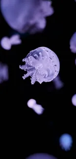 Purple jellyfish on a dark background.