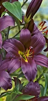 Purple lilies in a lush green setting.