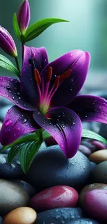 Vibrant purple lily with pebbles wallpaper