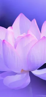 Elegant wallpaper featuring a purple lotus flower for mobile display.