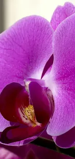 Elegant purple orchid close-up wallpaper.