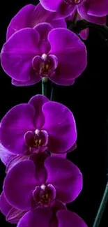 Vivid purple orchid on black background.