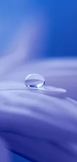 Close-up of a purple flower petal with a dew drop on blue background.