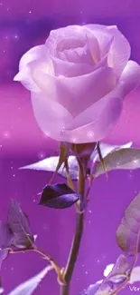 Purple rose mobile wallpaper with vibrant floral design.