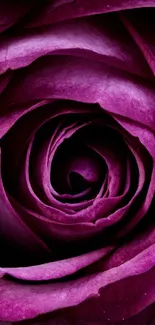 Close-up of a vibrant purple rose with detailed petals.