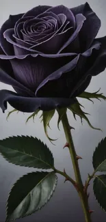Elegant purple rose with detailed petals on a stem.