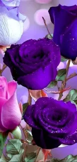 Elegant purple roses with green leaves wallpaper.