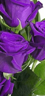 Elegant purple roses bouquet wallpaper with lush green leaves.