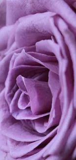 Close-up of an elegant purple rose with intricate petal details.