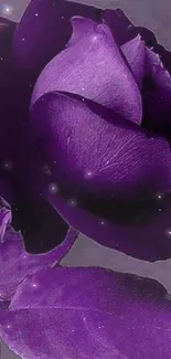 Elegant purple rose mobile wallpaper with rich hues.