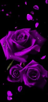 Elegant purple roses with falling petals on a dark background.