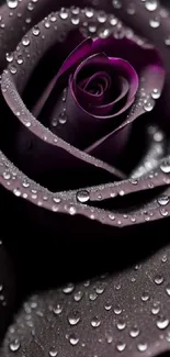 Close-up of a purple rose with water droplets on petals.