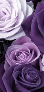 Elegant purple and lavender roses mobile wallpaper.