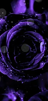 Purple rose with water droplets in a dark background.