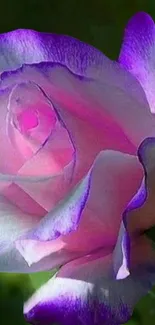 Elegant purple and pink rose with soft petals for a stunning mobile wallpaper.