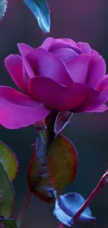 Elegant mobile wallpaper of a purple rose in bloom.