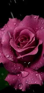 Purple rose with droplets on black background wallpaper.