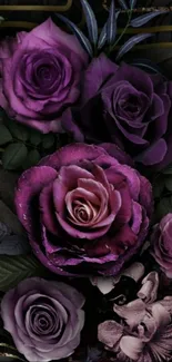 Elegant purple roses with dark leaves.