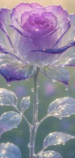 Elegant purple rose with dewdrops and dreamy bokeh.