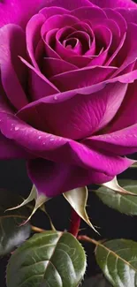 A vibrant purple rose with lush green leaves on a dark background.