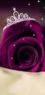 Close-up of deep purple rose with a tiara.