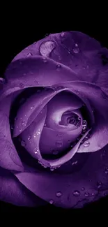 Close-up of a purple rose with water droplets on petals.