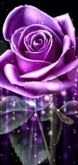 Vibrant purple rose against dark background with elegant details.