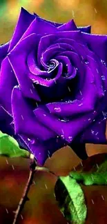 Purple rose with droplets on blurred background.