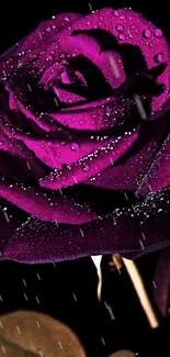 Purple rose with dew drops on dark background.