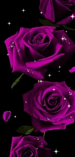 Purple roses with dewdrops on a dark background wallpaper.