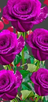 Vibrant purple roses with red petals mobile wallpaper.