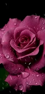 Elegant purple rose with water droplets on a black background.