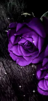 Beautiful purple rose wallpaper with dark background.