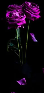 Elegant purple roses on a dark background wallpaper.