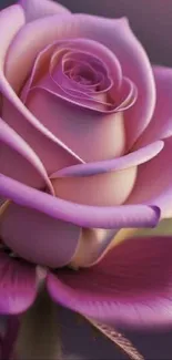 Elegant purple rose with delicate petals in a close-up view.