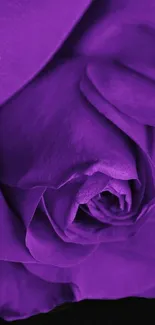 Close-up of a beautiful purple rose, perfect for mobile wallpaper.