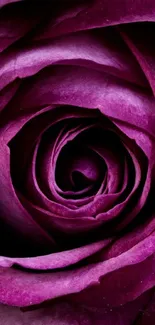 Close-up of a purple rose with elegant swirling petals.