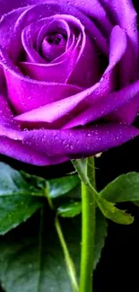 Purple rose with dew drops on a black background, perfect for mobile screens.