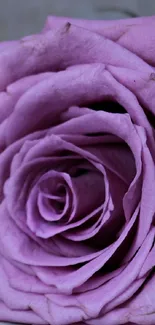 Close-up of an elegant purple rose showcasing soft pastel petals.