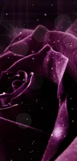 Close-up of a deep purple rose with elegant details.