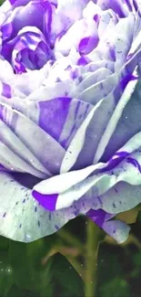 Elegant close-up of a purple rose showcasing its delicate petals.