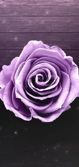 Elegant purple rose on a dark wood background.