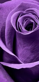 Elegant purple rose close-up mobile wallpaper.